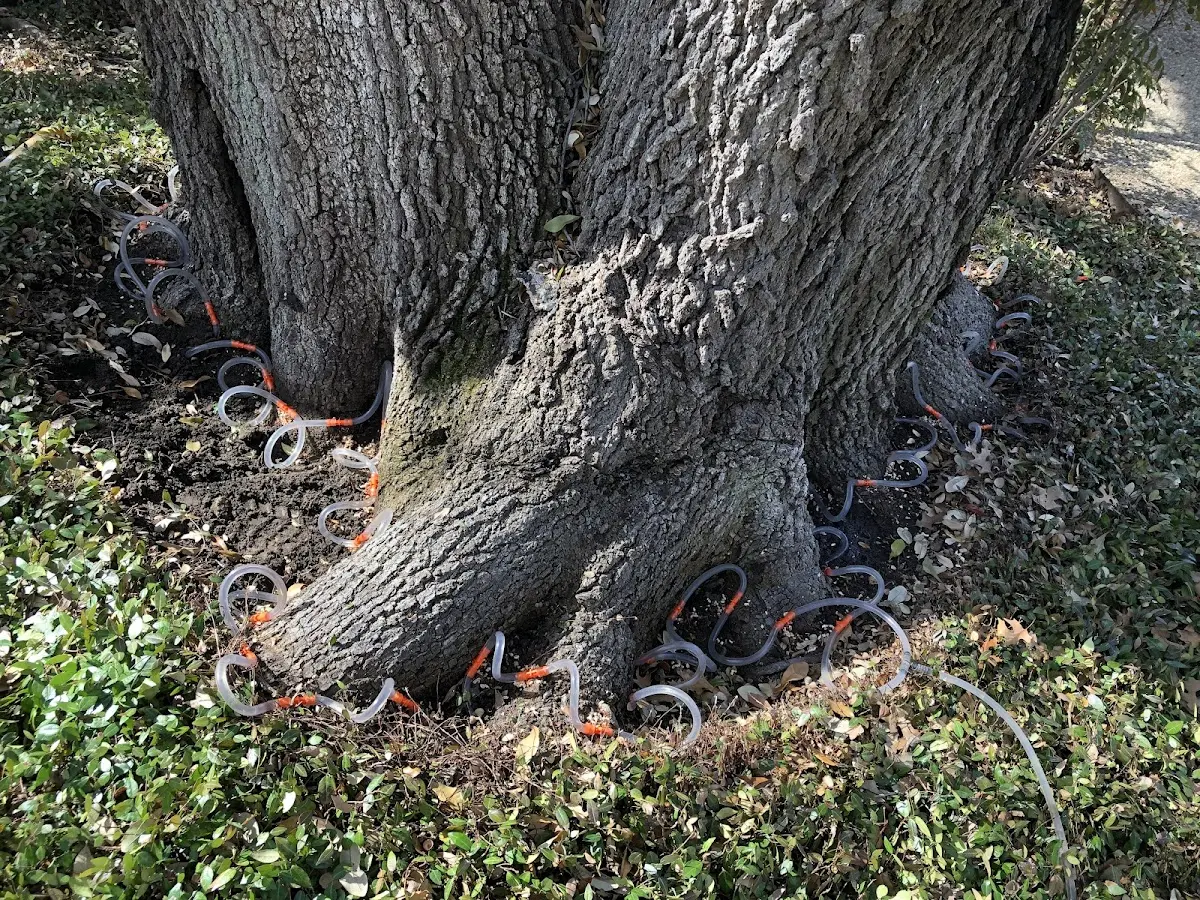 Detailed Tree Cabling and Bracing job site in Bryn Athyn